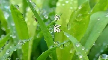 涼風(fēng)至，白露降